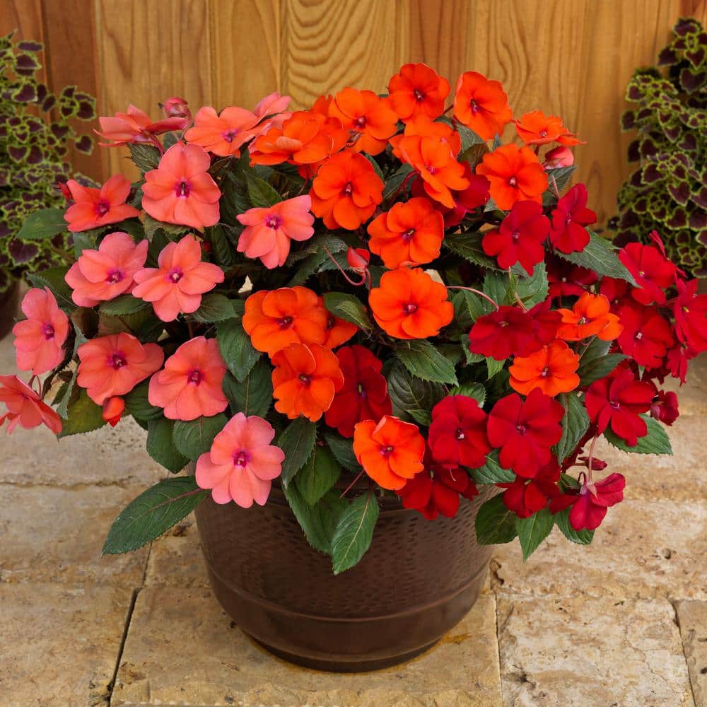 4 In. Salsa Mix SunPatiens Impatiens Outdoor Annual Plant with Coral Pink, Hot Coral, and Red Flowers (3-Plants) - Hercitys