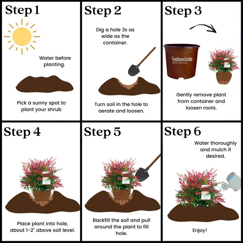 2 Gal. Obsession Nandina Shrub with Bright Red Foliage - Hercitys