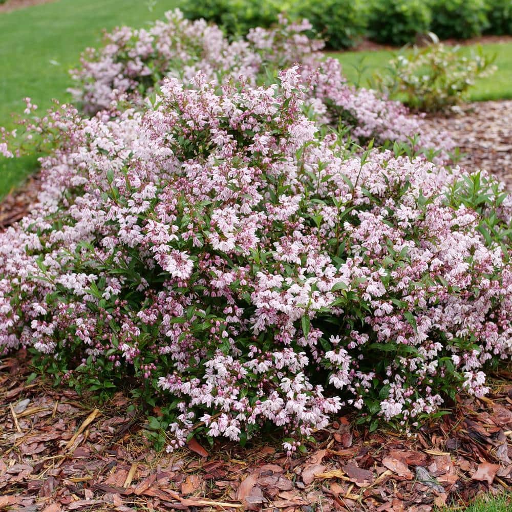 1 Gal. Yuki Kabuki Deutzia (Deutzia x) Live Flowering Shrub with Pink and White Flowers - Hercitys