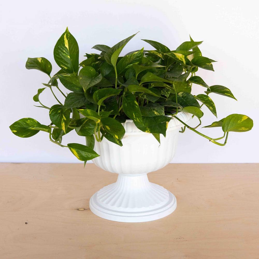 12 in. White Grecian Urn Resin Planter, Casper (2-Pack) - Hercitys