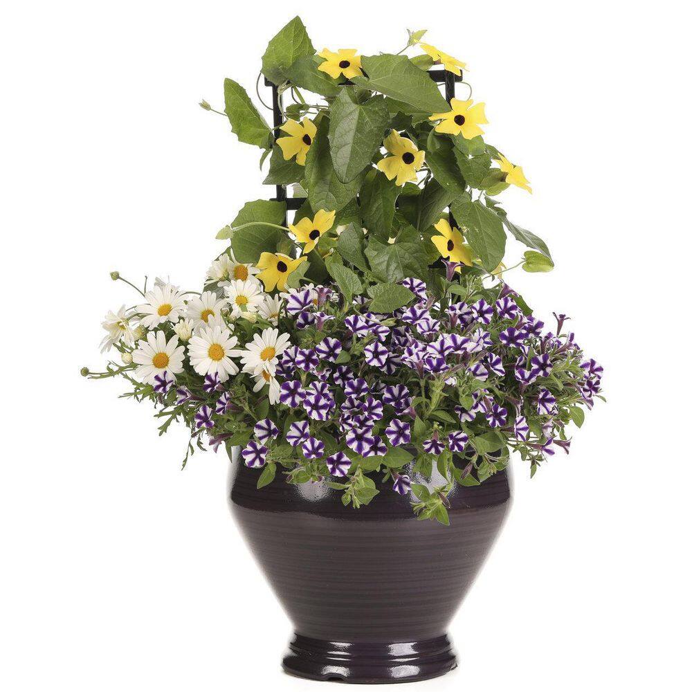 4.25 in. Eco+Grande Supertunia Mini Vista Violet Star (Petunia) Live Plant, Purple and White Striped Flowers (4-Pack) - Hercitys