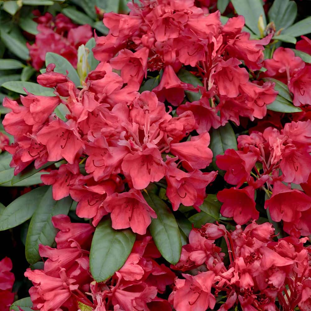 3 gal. Hershey Red Azalea Shrub with Red Flowers - Hercitys