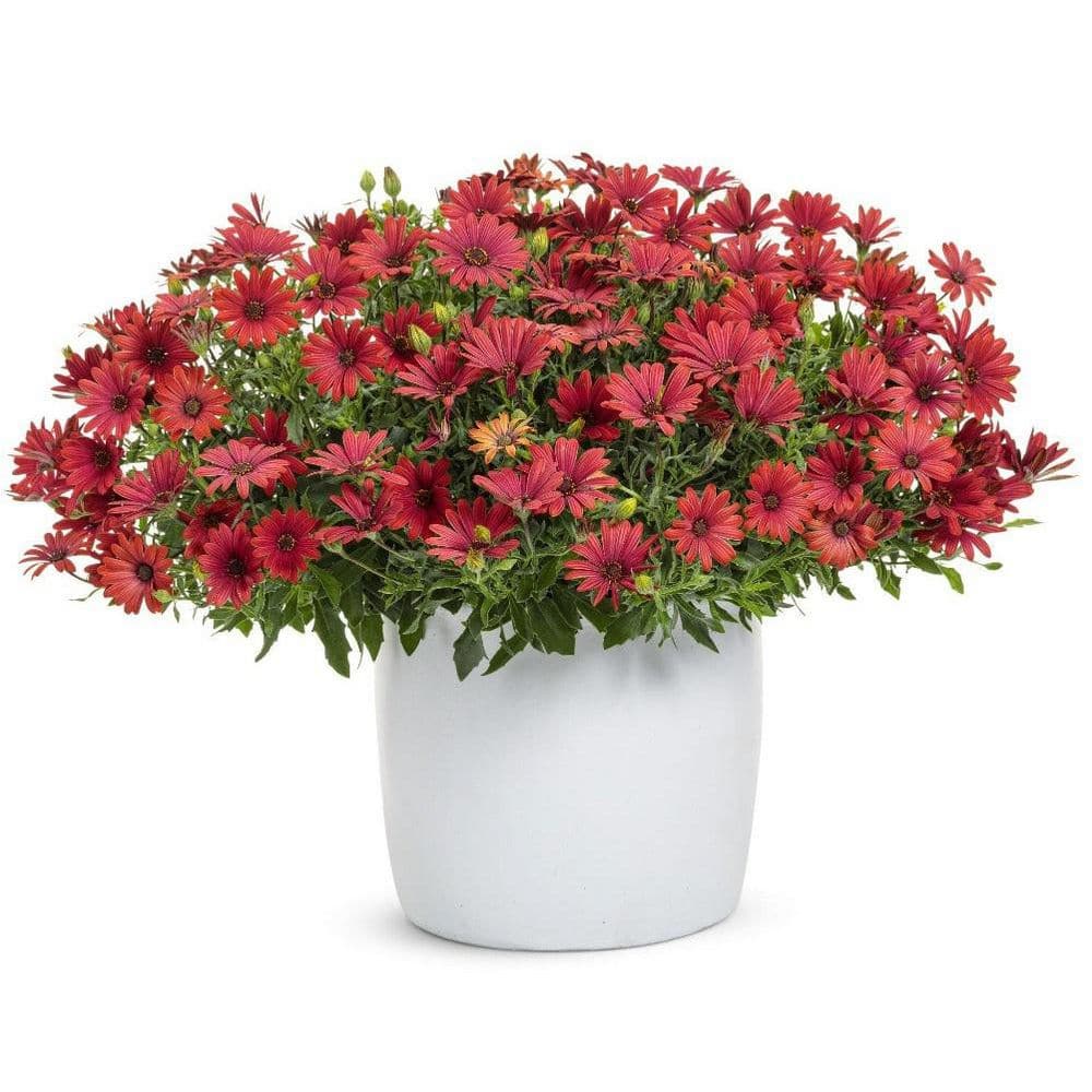 4.25 in. Eco+ Grande Bright Lights Red African Daisy (Osteospermum Hybrid) Live Annual Plant with Red Flowers 4-Pack - Hercitys