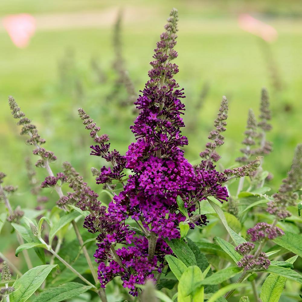 2.5 Qt Royal Razz Buddleia Plant with Purple Blooms - Hercitys
