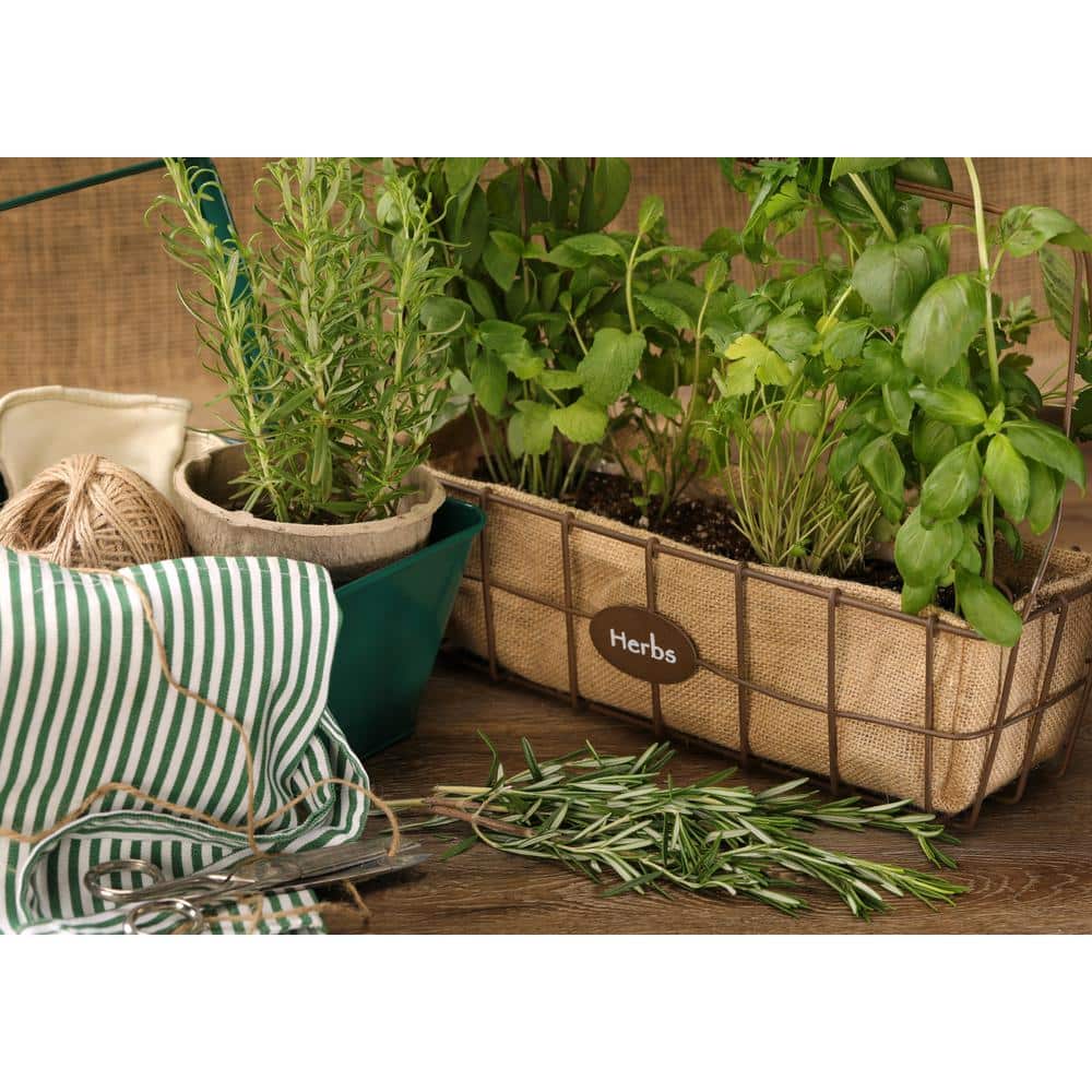 4.25 in. Eco+Grande Prime Rosemary (Salvia rosmarinus) Live Herb Plant (4-Pack) - Hercitys