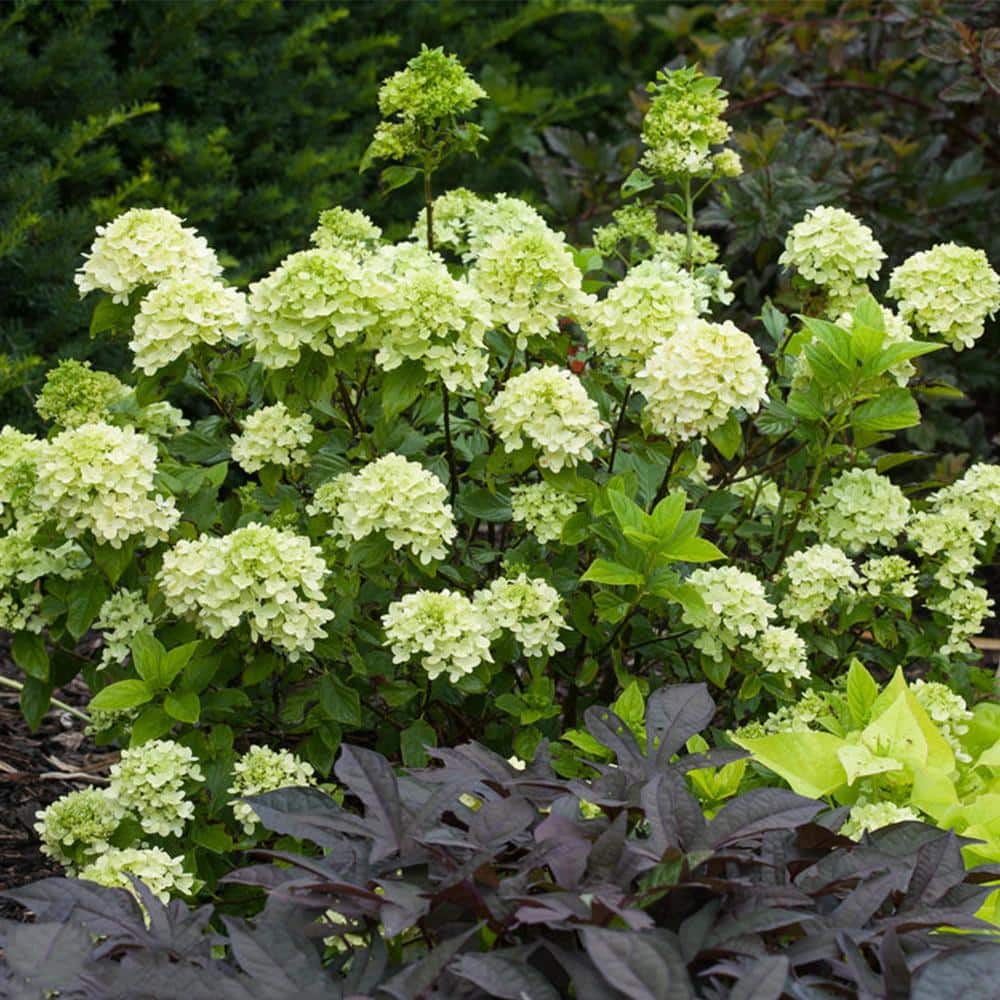 3 Gal. Little Lime Hydrangea (2-Pack) - Hercitys