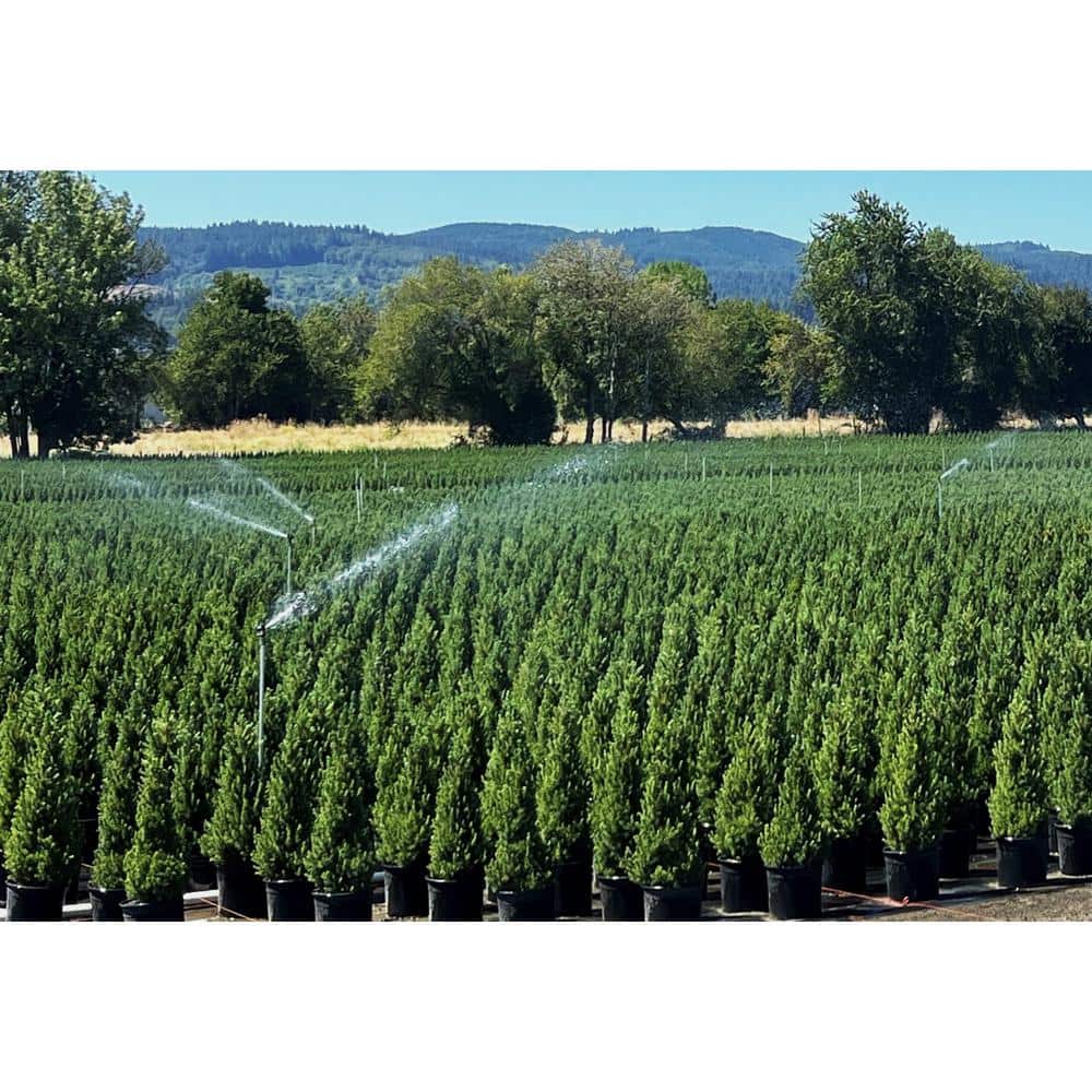 2.25 Gal. Dwarf Alberta Spruce (Picea g. ‘Conica’) Live Potted Evergreen Tree (1 each) - Hercitys