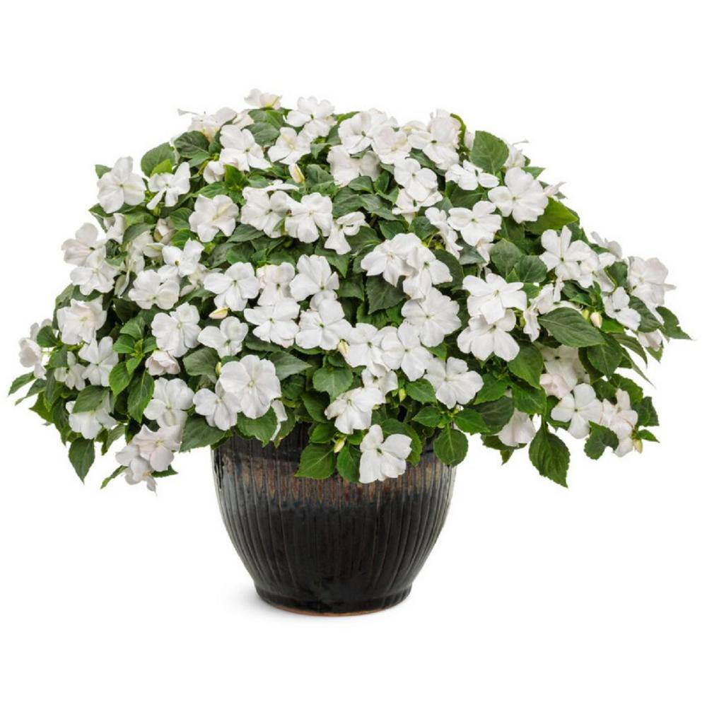 4.25 in. Eco+Grande Soprano White (Impatiens) Live Plant, White Flowers (4-Pack) - Hercitys