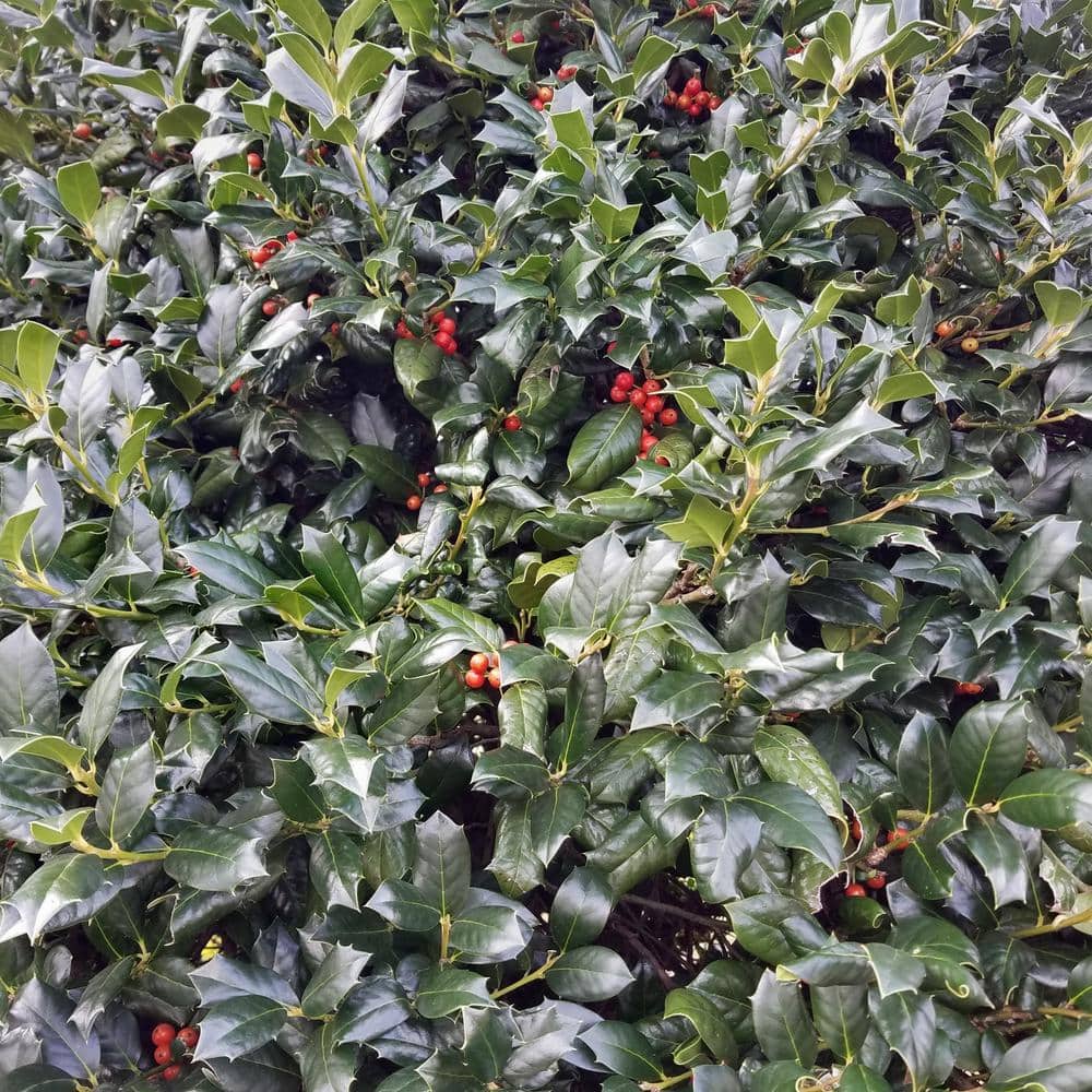 2.25 Gal. Holly Nellie R. Stevens Shrub - Hercitys