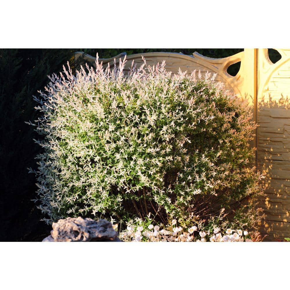 3 Gal. Hakuro Nishiki Dappled Willow (Salix integra), Live Shrub Tree - Hercitys