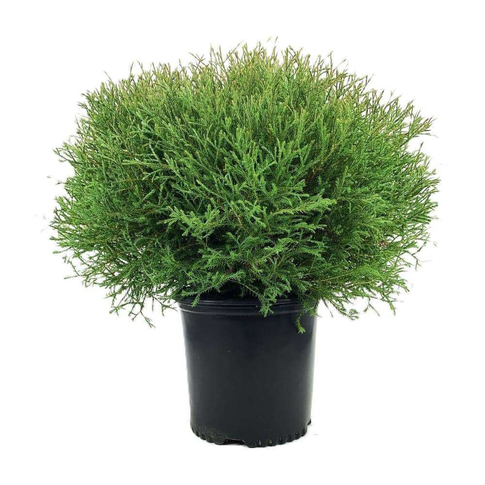 2.25 Gal. Mr. Bowling Ball Arborvitae (Thuja) Live Shrub - Hercitys