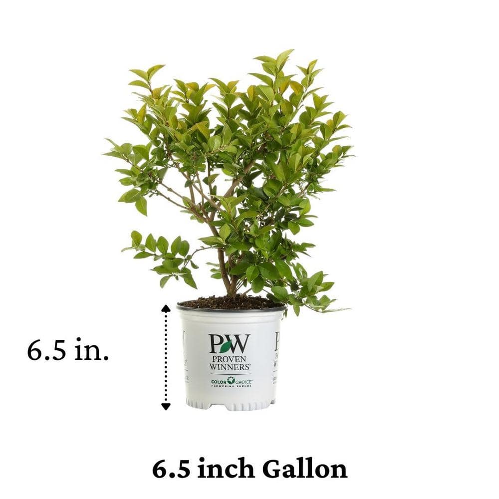 4.5 in. Qt. Golden Ticket Privet (Ligustrum) Live Shrub, White Flowers and Yellow Foliage - Hercitys