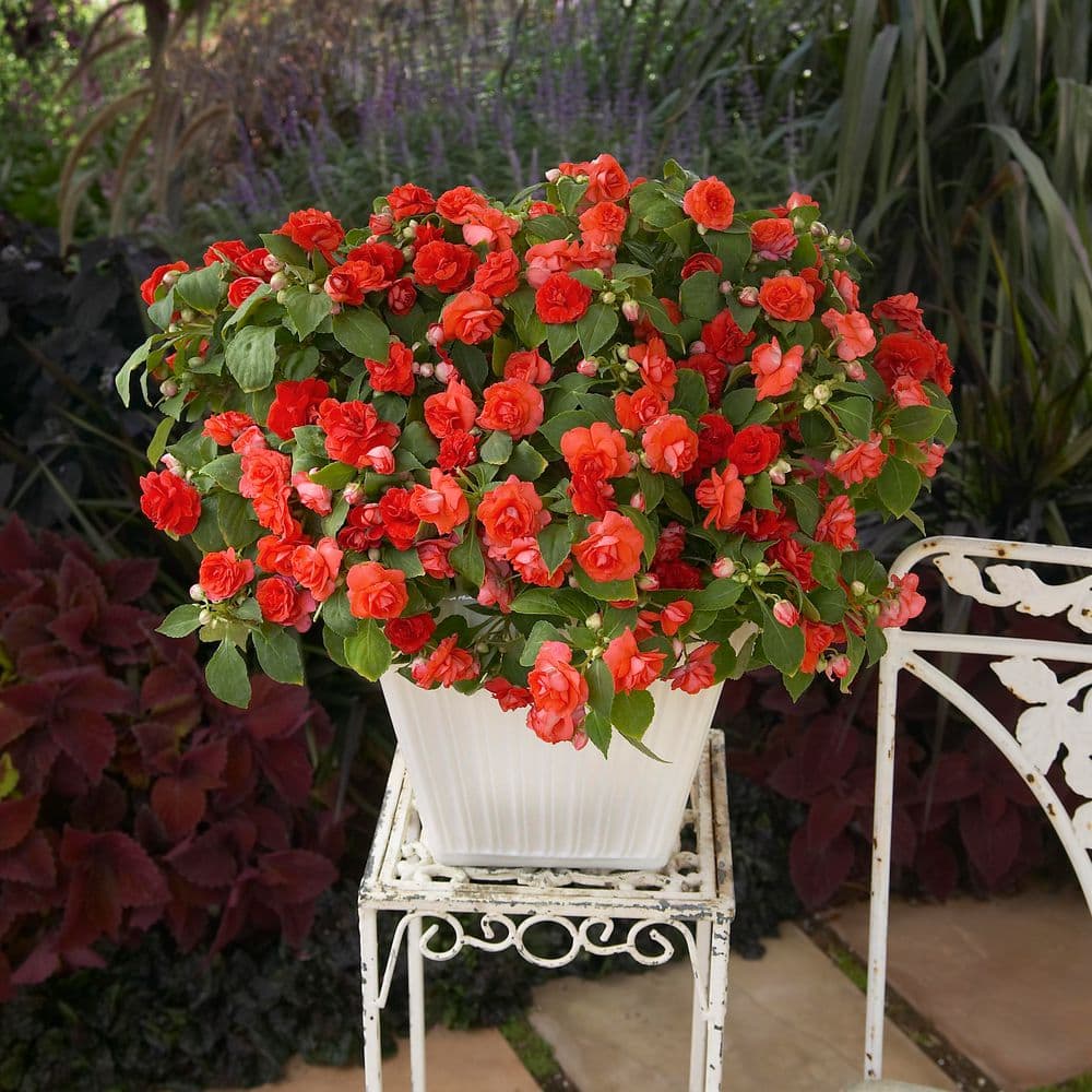 4.25 in. Eco+ Grande Rockapulco Red Double Impatiens (Walleriana) Live Annual Plant with Red Flowers 4-Pack - Hercitys