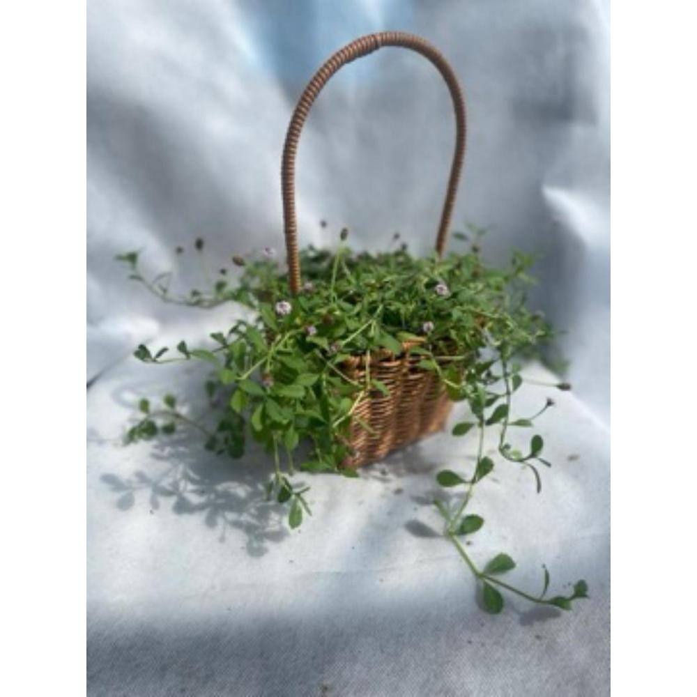 3-Piece Live Rooted Spreading Plant Phyla Nodiflora - Hercitys