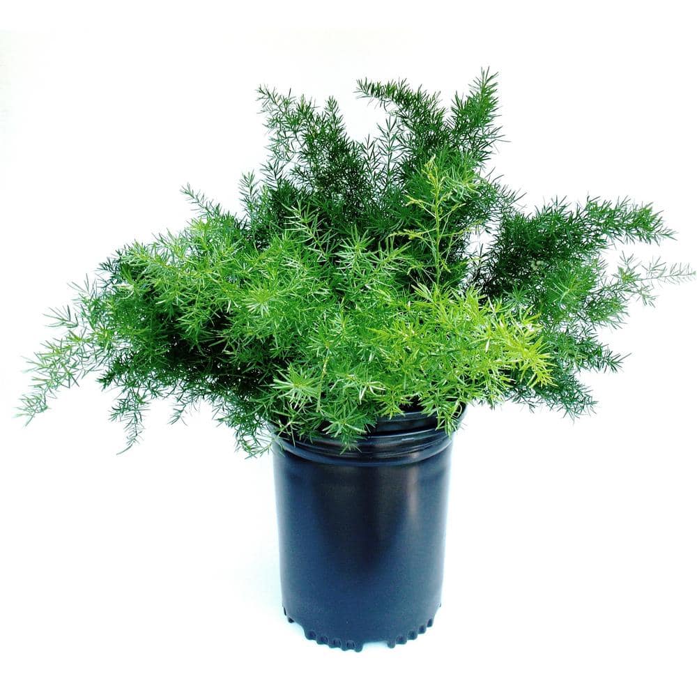 5 Gal. Fern Asparagus Springeri Perennial Plant - Hercitys