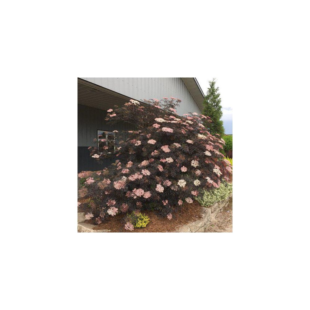 2 Gal. Black Lace Elderberry (Sambucus) Lives Shrub with Pink and White Blooms - Hercitys