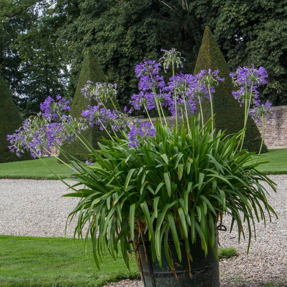 1 gal. Agapanthus Plant with Purple Flowers - Hercitys