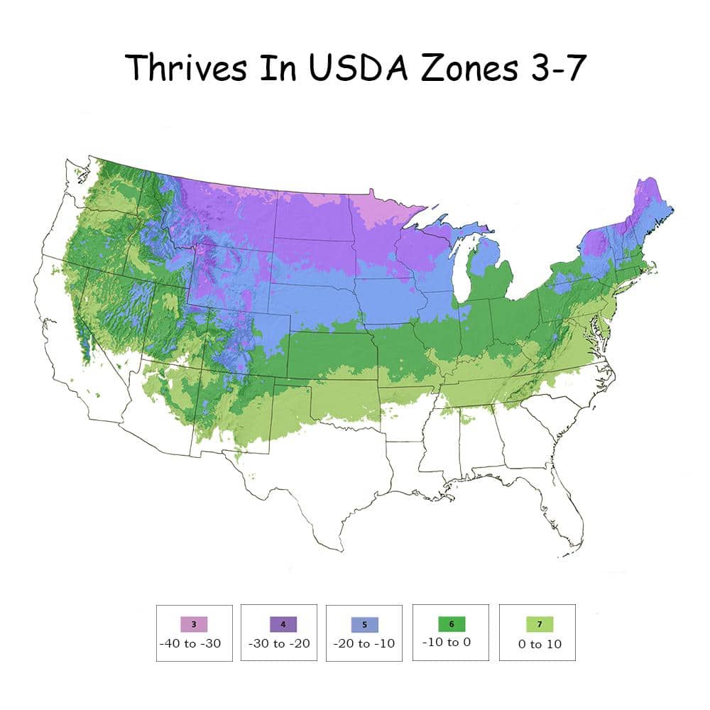 2 Gal. Sgt Pepper Dogwood Shrub - Hercitys