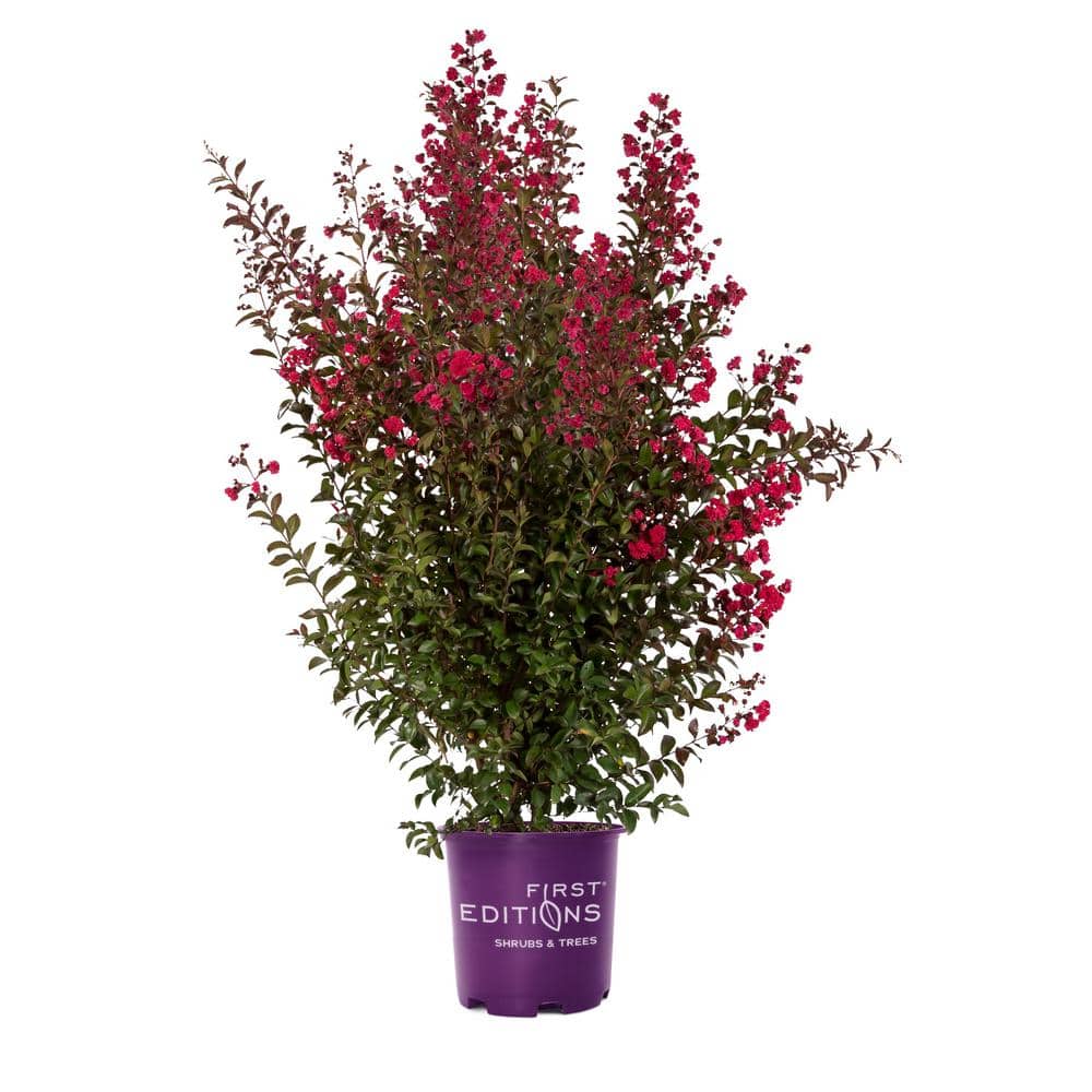 3 Gal. Ruffled Red Magic Crape Myrtle Flowering Shrub with Red Flowers - Hercitys