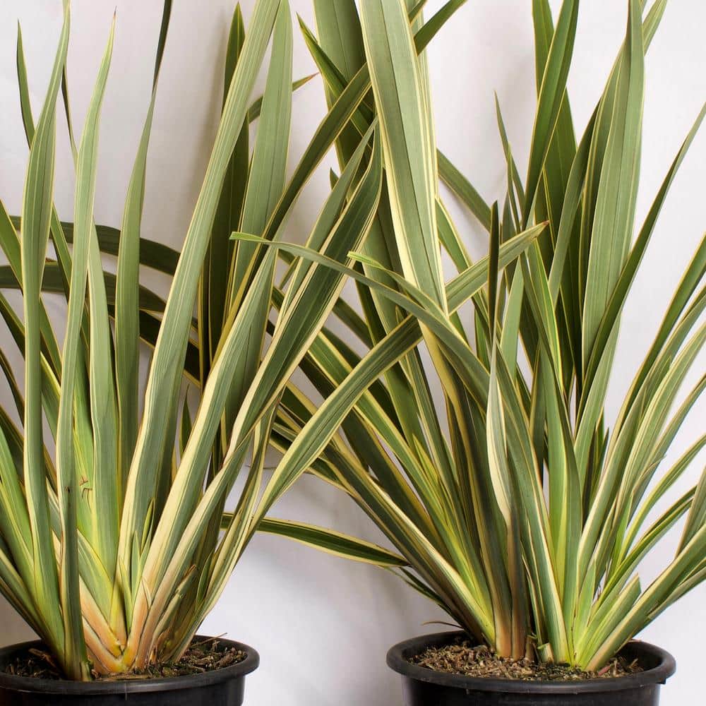#5 Container Duet New Zealand Flax Plant Perennial Shrubs (2-Pack) - Hercitys