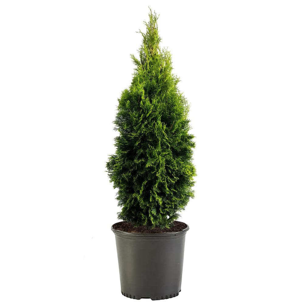 1 Gal. Emerald Green Arborvitae Shrub with Green Foliage - Hercitys