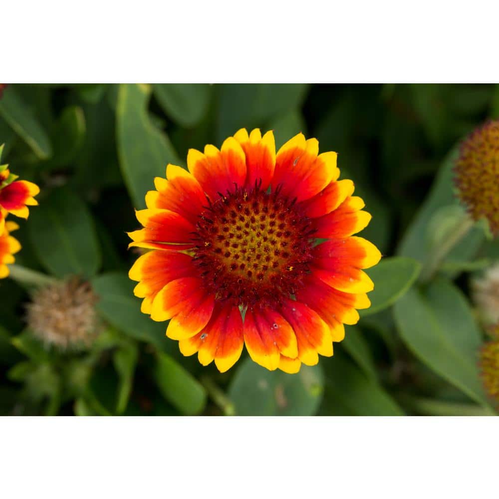 1 Gal. Barbican Yellow Red Ring Gaillardia Blanket Flower Napa Barrel Planter Perennial Plant (1-Pack) - Hercitys