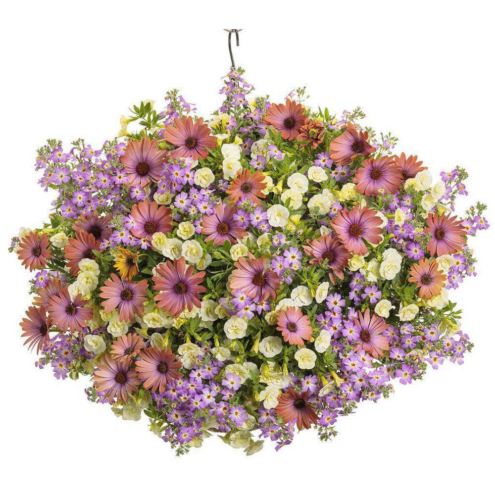 4.25 in. Eco+Grande Safari Sky (Jamesbrittenia) Live Plant, Purple Flowers (4-Pack) - Hercitys