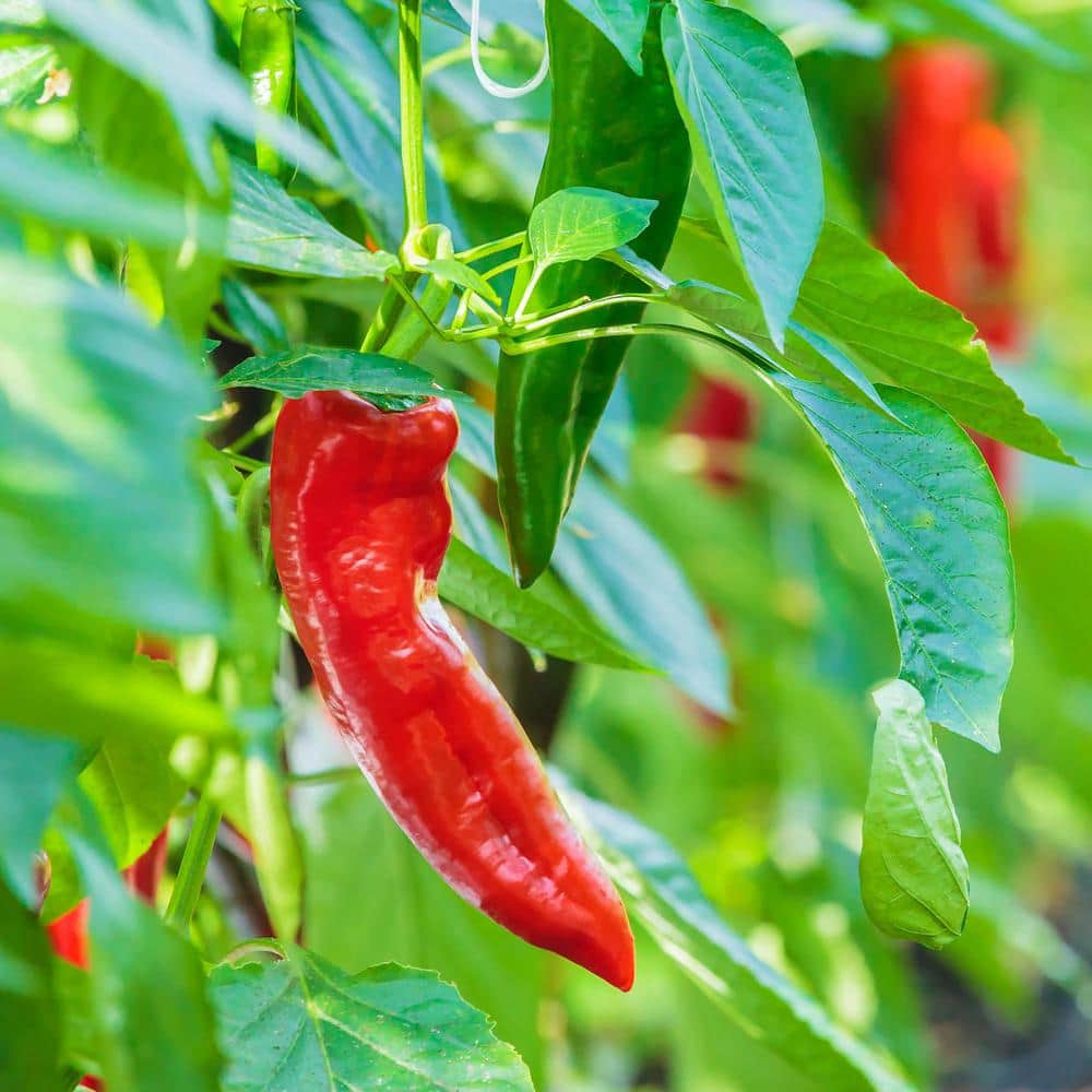 25 oz. Carmen Italian Sweet Pepper Plant (2-Pack) - Hercitys