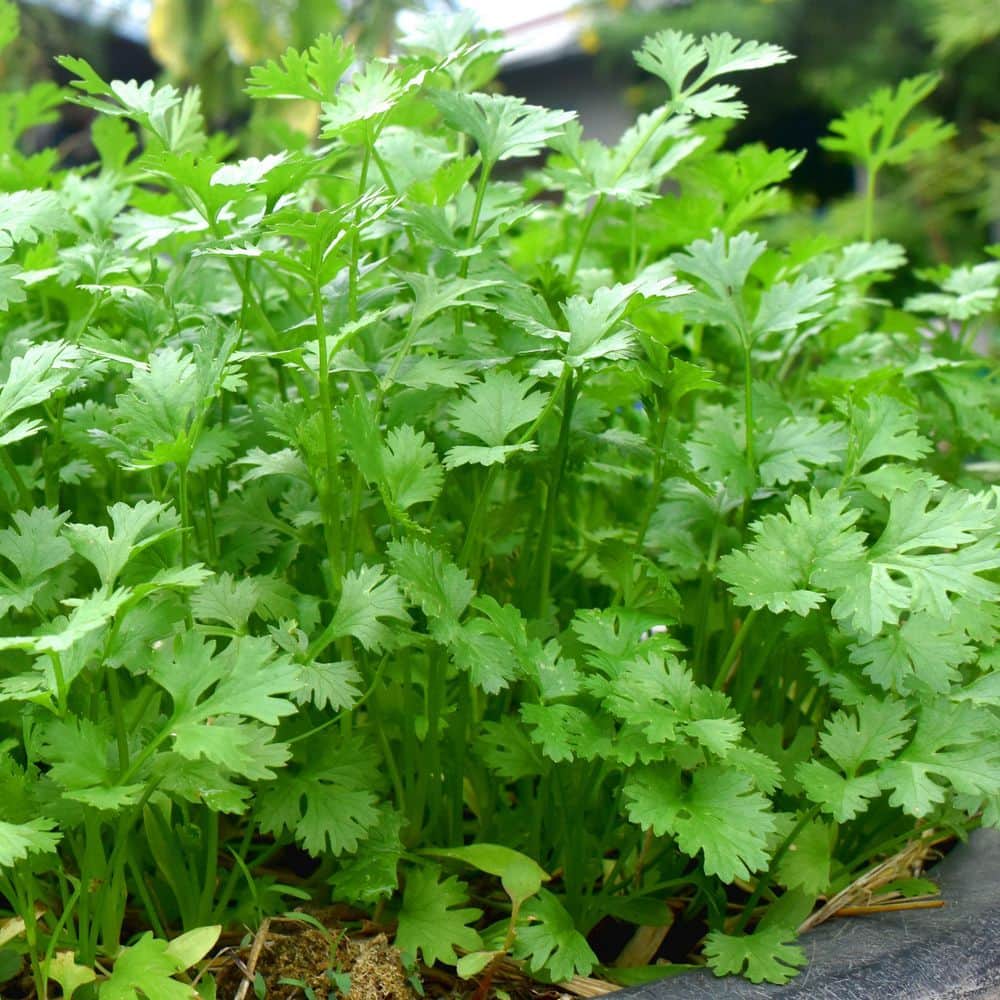 3.3 in. Cilantro Culinary Kitchen Herb Seed Grow Kit - Hercitys