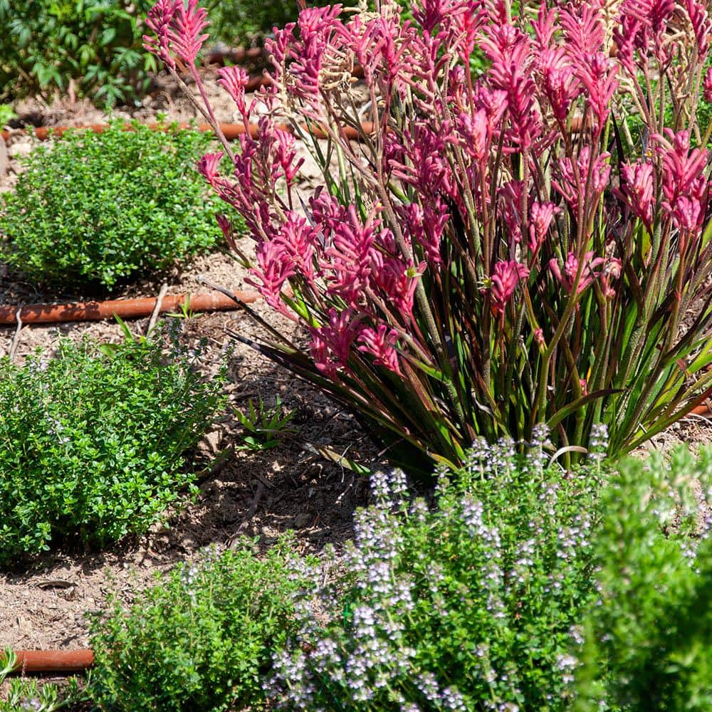 1/2 in. x 250 ft. 1-GPH Pressure Compensating Emitter Tubing with 18 in. Spacing - Hercitys