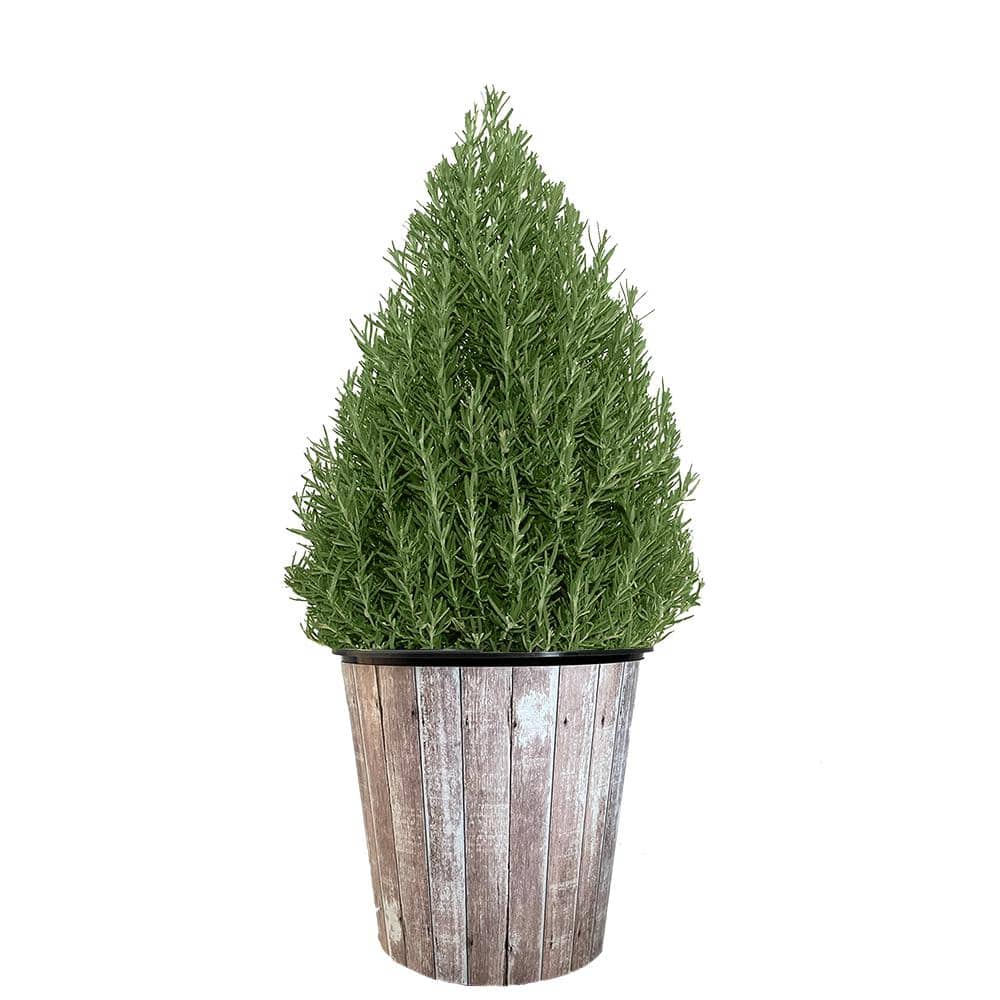 10 in. Rosemary Evergreen Holiday Plant in Decorative White Pot with Pale Blue to White Flowers - Hercitys