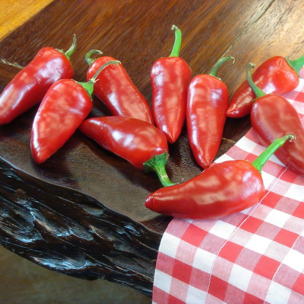 2.5 in. Chile Pepper Early Jalapeno Plant 3-Piece - Hercitys