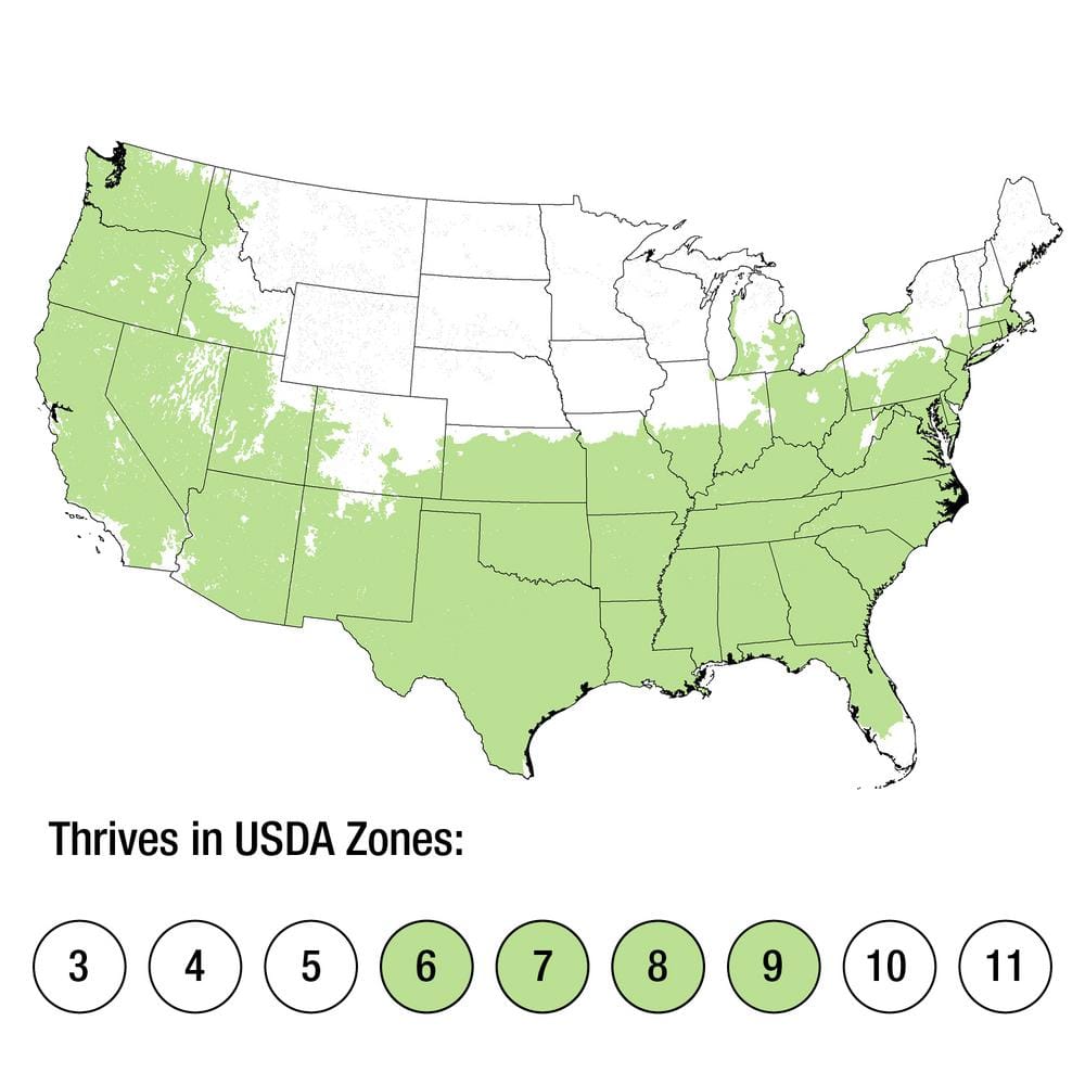 2.5 Qt. Lemon Lime Nandina, Live Evergreen Shrub, Lime Green New Foliage - Hercitys