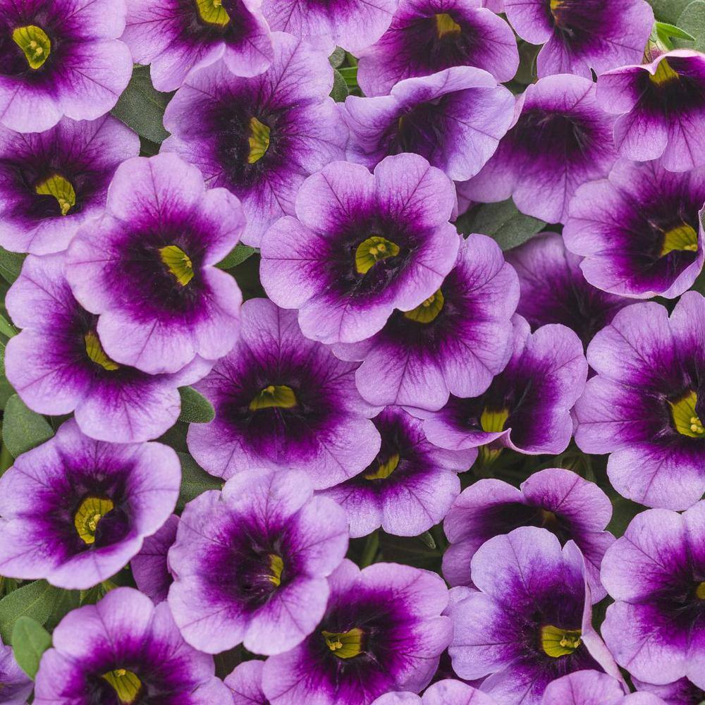 4.25 in. Eco+Grande, Superbells Blue Moon Punch (Calibrachoa) Live Plant Purple and Yellow Flowers (4-Pack) - Hercitys