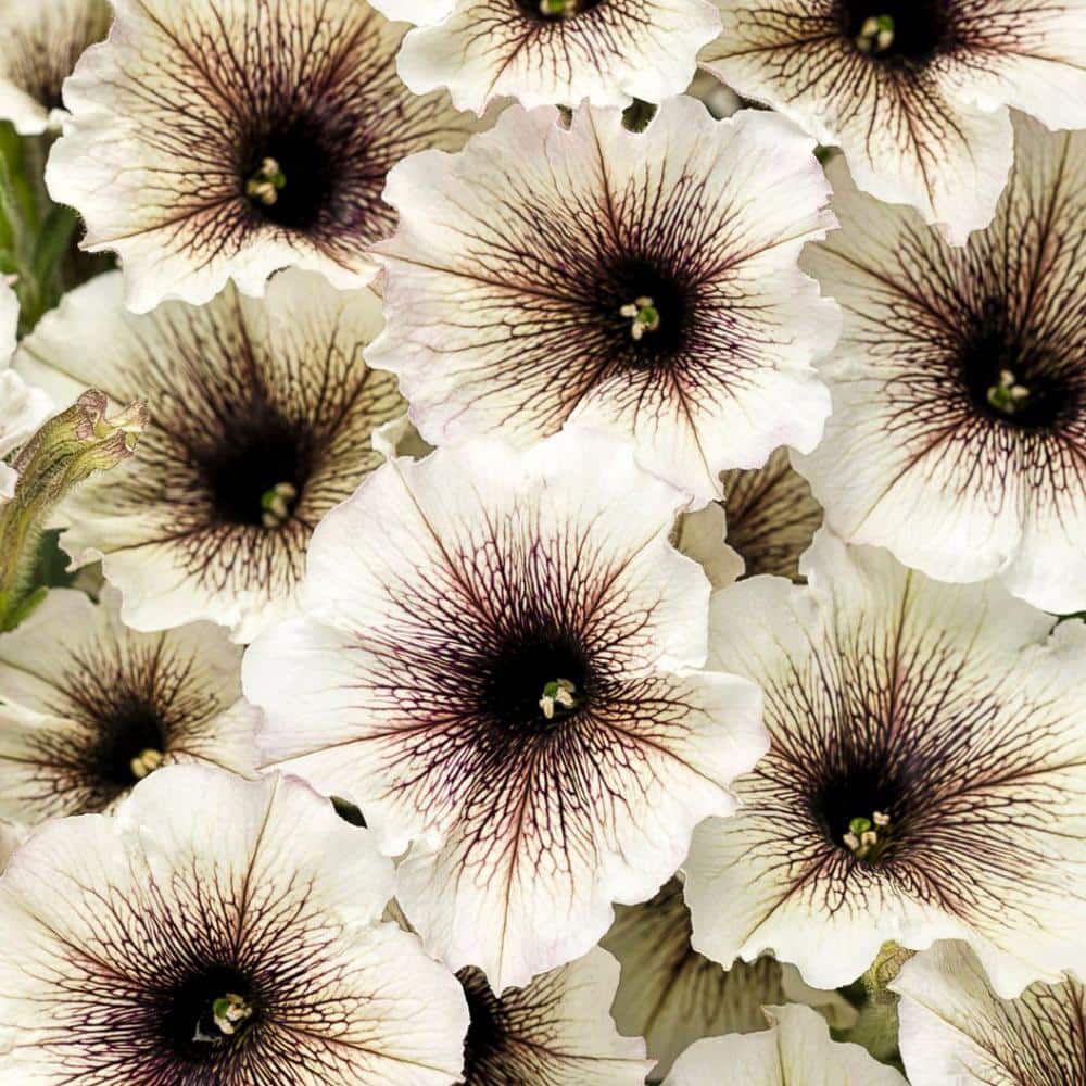 4.25 in. Eco+Grande Supertunia Latte (Petunia) Live Plant, Silver-White and Brown Flowers (4-Pack) - Hercitys