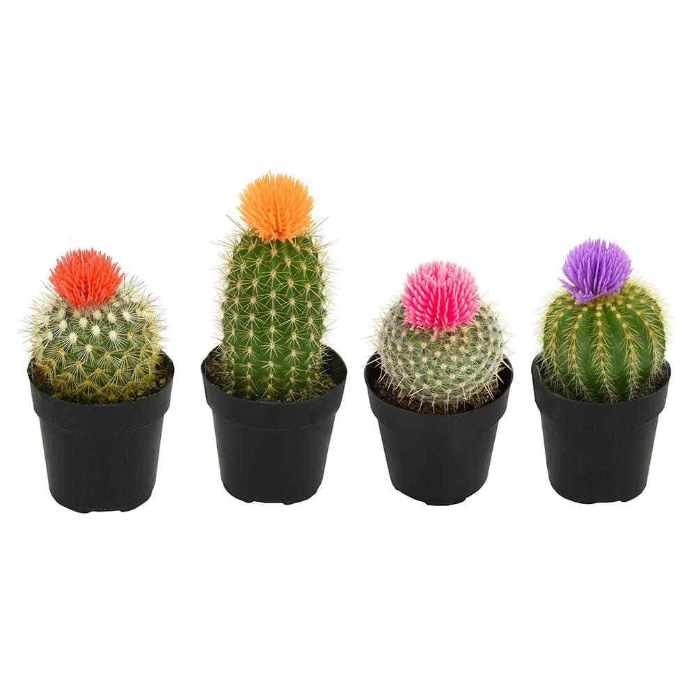 2.5 in. Cactus with Faux Flower Plant Collection (4-Pack) - Hercitys