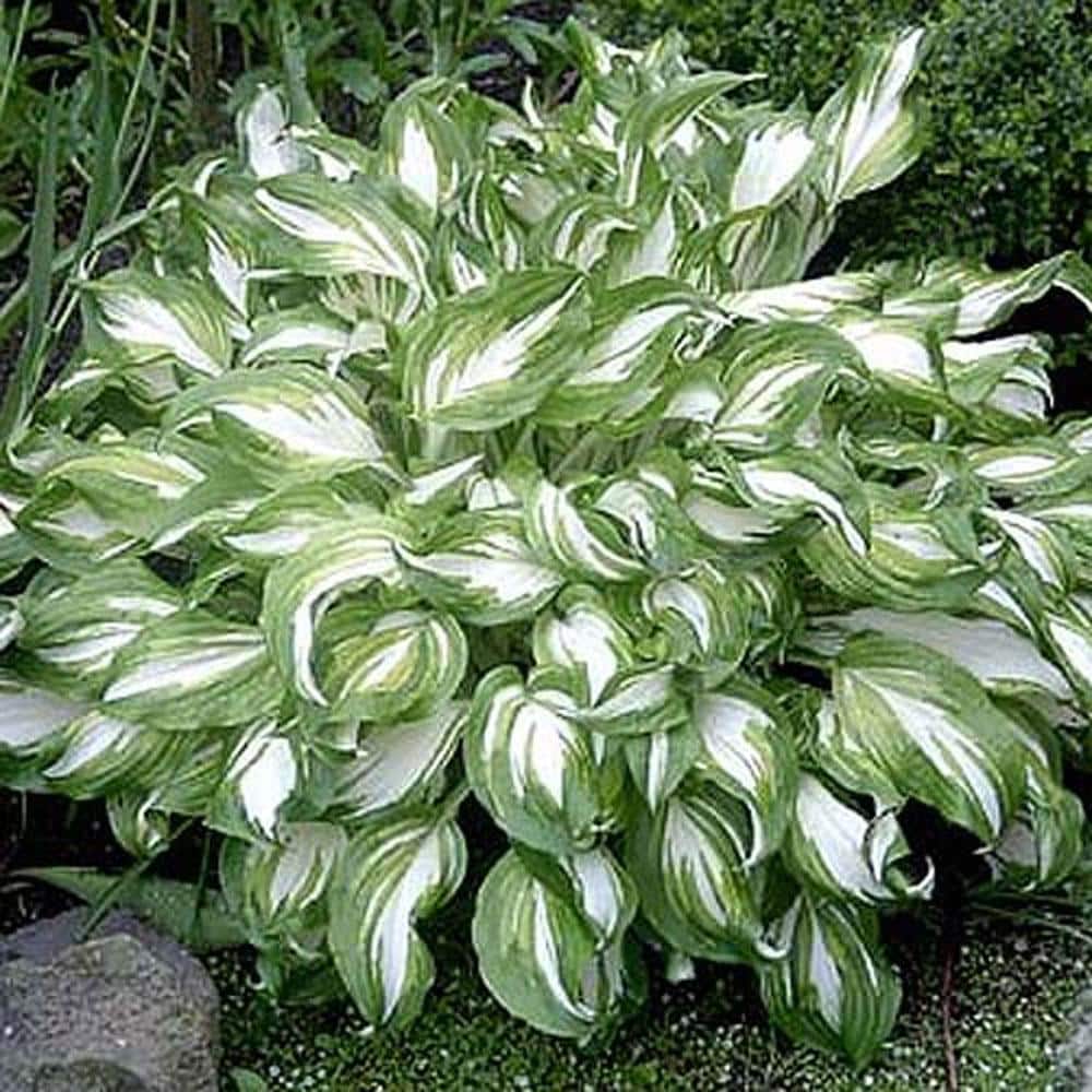 1 Gal. Pot, Mediovariegata Hosta Potted Perennial Plant (1-Pack) - Hercitys