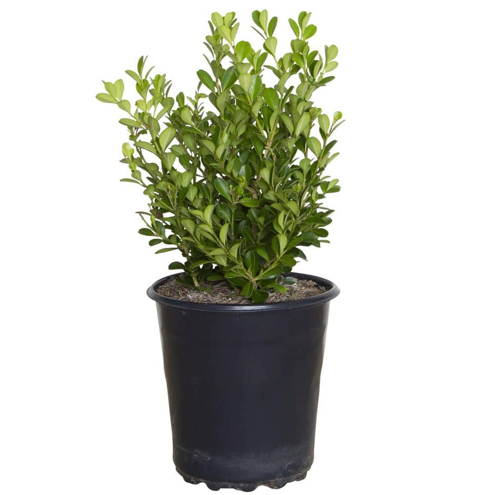 2.5 Qt. Japanese Boxwood (Buxus) Shrub, Live Evergreen Hedge Plant with Green Deer-Resistant Foliage - Hercitys