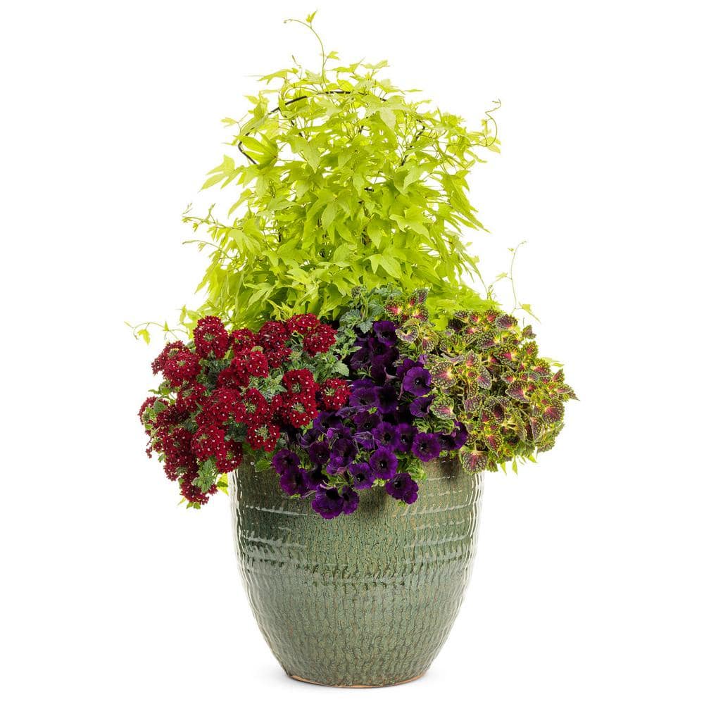 4.25 in. Eco Plus Grande, Supertunia Mini Vista Midnight Live Annual Plant, Purple Flowers (4-Pack) - Hercitys