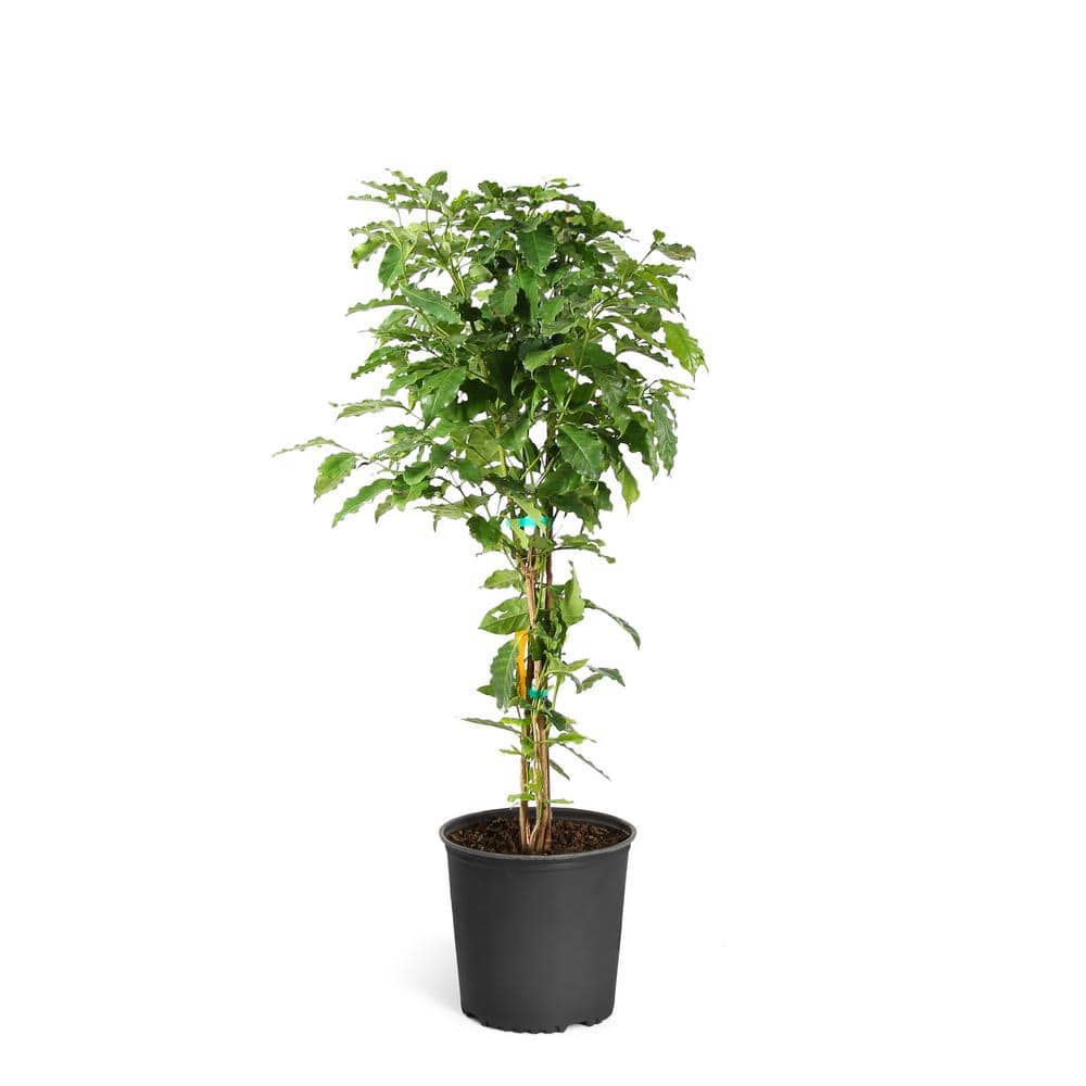 3 Gal. Arabica Coffee Shrub Plant - Hercitys
