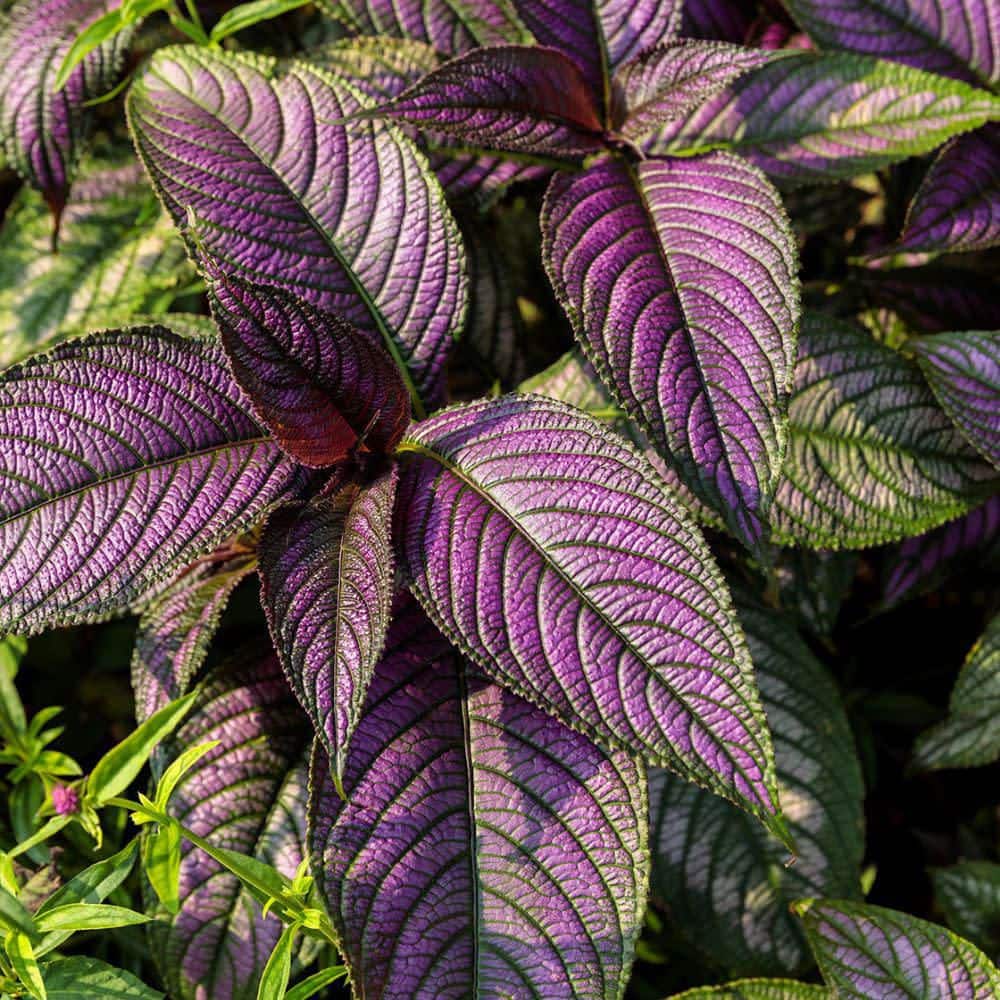 4.5 in. Qt. Persian Shield (Strobilanthes Dyerianus) Live Annual Plant with Purple Foliage - Hercitys