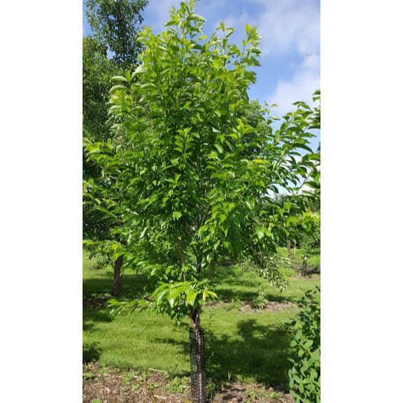 3 ft. Bubblegum ‘Toka’ Plum Tree - Hercitys
