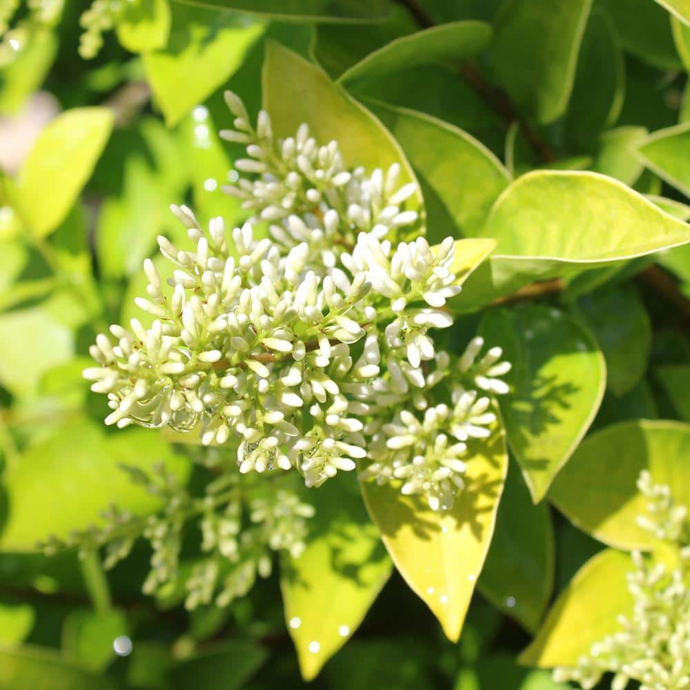 2 Gal. Golden Ticket Ligustrum Shrub with Bright Yellow Foliage - Hercitys