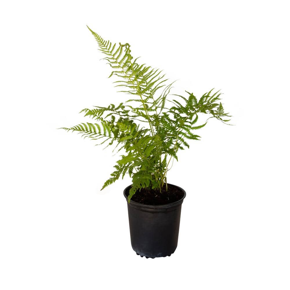 2.5 Qt. Southern Wood Fern, Live Evergreen Plant, Soft Green Foliage - Hercitys