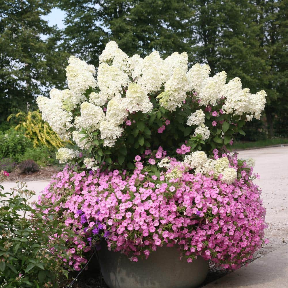 2 Gal. Bobo Hydrangea Shrub with White Flowers - Hercitys