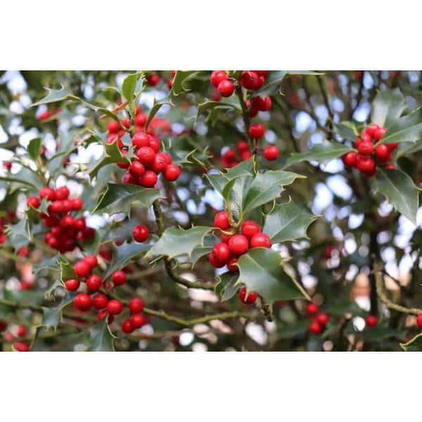 1 Gal. Red Beauty Holly Shrub Symmetrical Grower with Rich Glossy Leaves and Abundant Bright Red Berries - Hercitys