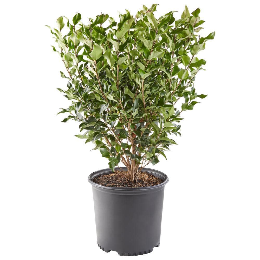 2.25 Gal. Ligustrum Recurvifolium Privet Shrub - Hercitys
