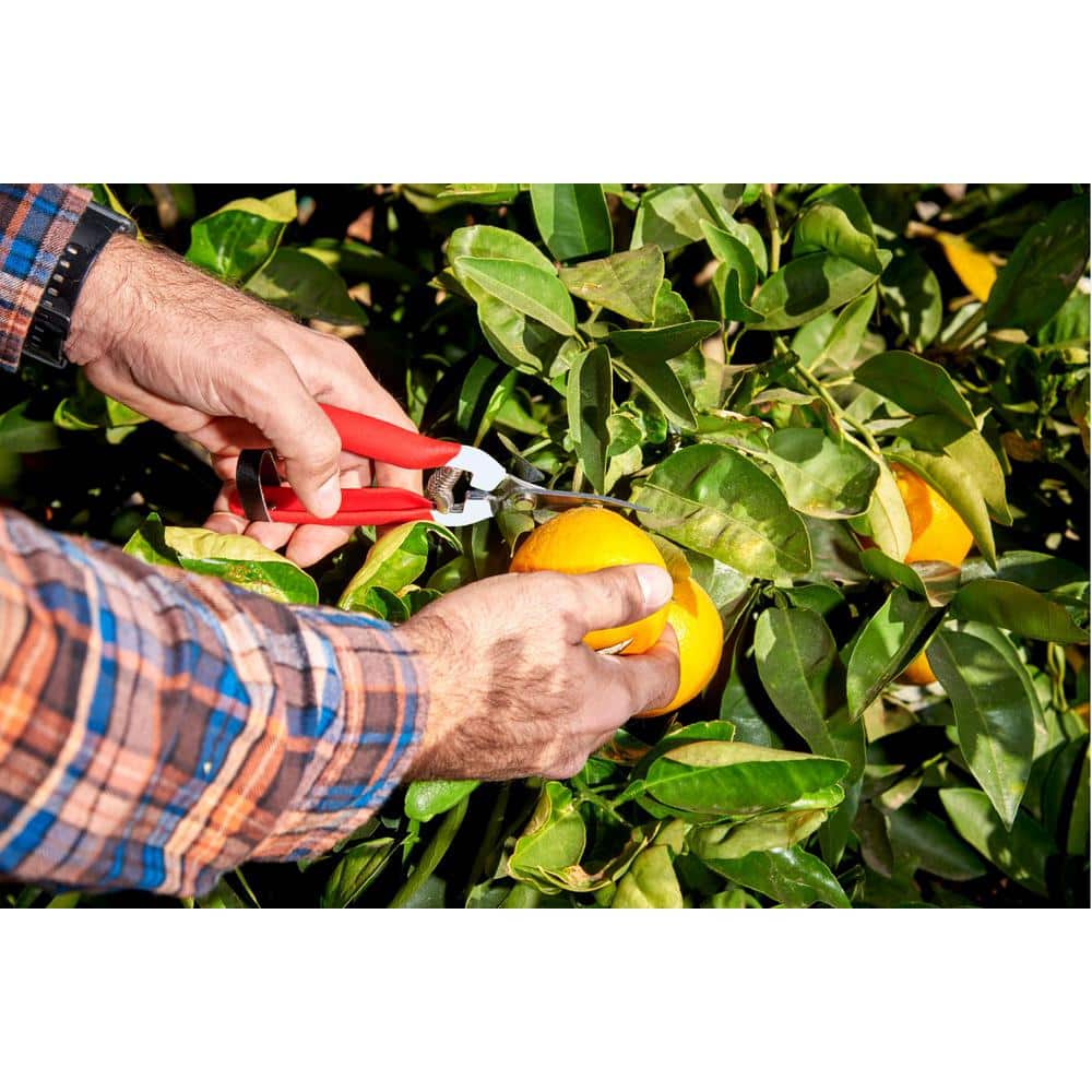 1.75 in. Stainless Steel Long Curved Snips - Hercitys