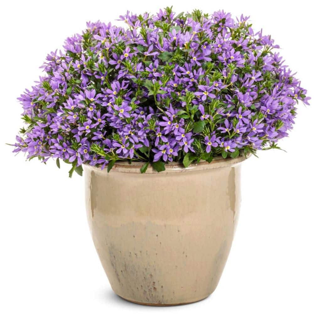 4.25 in. Eco+ Grande Stardiva Blue Fan Flower (Scaevola Aemula) Live Annual Plant with Blue Flowers 4-Pack - Hercitys