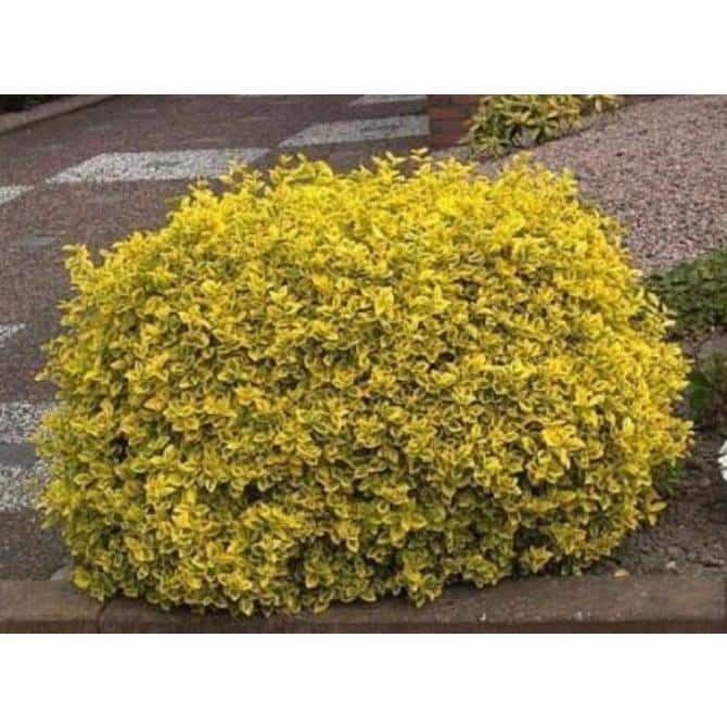 5 Gal. Golden Euonymus Shrub Plant - Hercitys